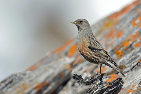 Alpine accentor (Prunella collaris) sits on a rock covered with red lichen in the high Alps, in the