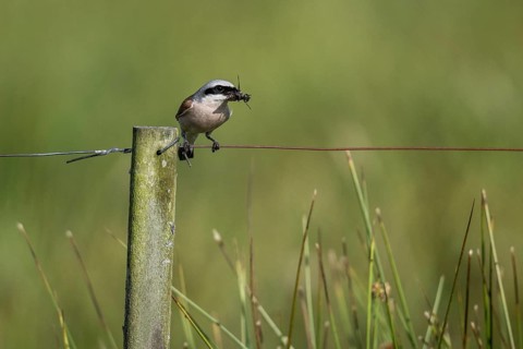 Red-backed shrike (Lanius collurio), Emsland, Lower Saxony, Germany