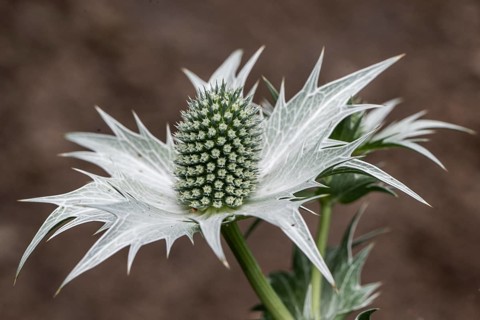Ivory Man's Litter (Eryngium giganteum), Emsland, Lower Saxony, Germany