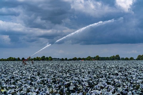 Agriculture, artificial irrigation of a field, irrigation system, cabbage cultivation, red cabbage,