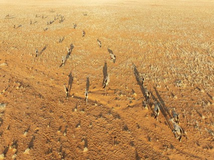 Gemsbok (Oryx gazella). Roaming an arid plain at the edge of the Namib Desert. Aerial view. Drone