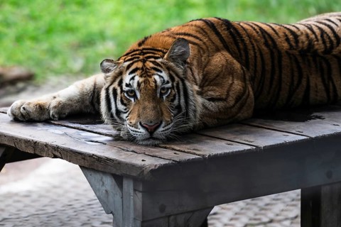 Tiger (Panthera tigris) Pattaya Thailand