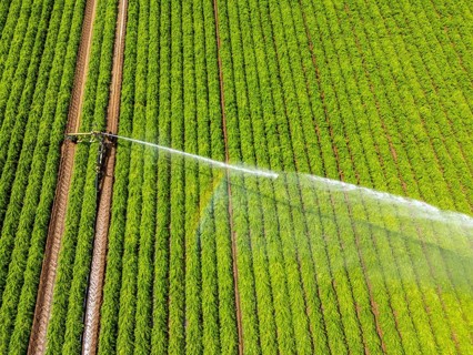 Artificial irrigation with a sprinkler system in a field where carrots are grown, near Kerken, on