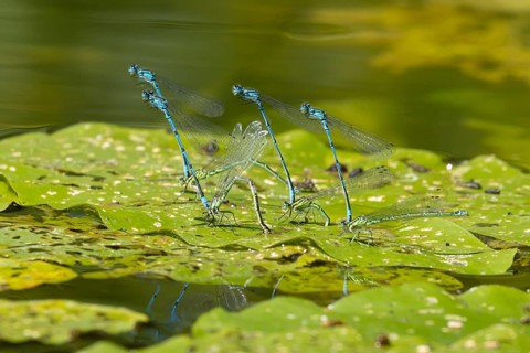 Common blue damselfly (Enallagma cyathigerum) four adult pairs of insects mating on a pond lily