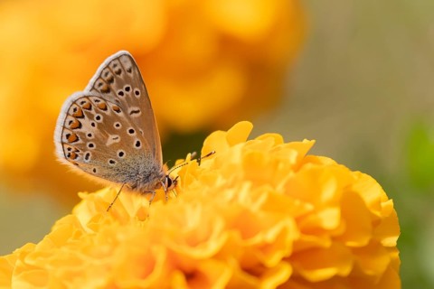 Common blue butterfly (Polyommatus icarus) adult insect feeding on a garden French marigold flower,