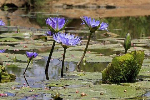 Cape water lily (Nymphea capensis), blooming, flower, blue, aquatic plant, Kruger, Kruger National