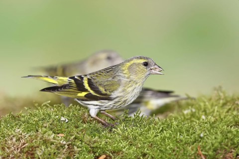 Siskin (Carduelis spinus), female sitting on moss, mossy ground, Wilnsdorf, North Rhine-Westphalia,