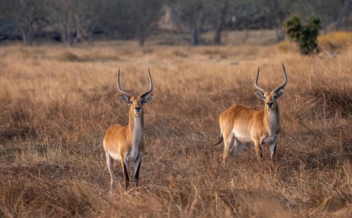 Letschwe or lychee moor antelope (Kobus leche), two animals in dry grass in the evening light,