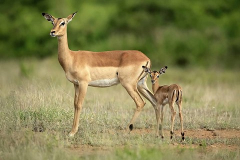 Black heeler antelope (Aepyceros melampus), impala, adult, female, young animal, mother with young