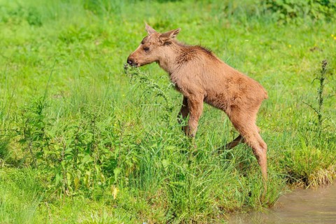 A female moose suckles her calf (Alces alces) on the bank of a shallow stream on a sunny day
