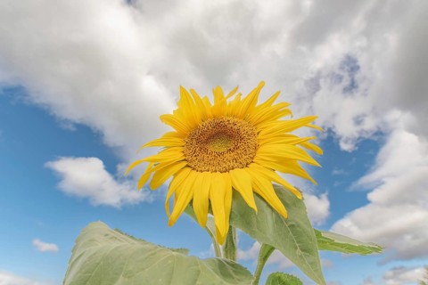 Een grote zonnebloem staat trots in een veld, met felgele bloemblaadjes die stralen in de zon. De