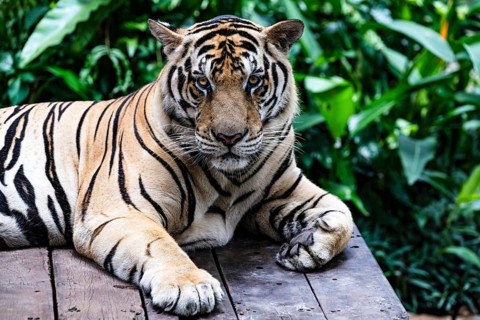 Tiger (Panthera tigris) Pattaya Thailand