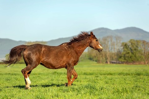 Een zwartbruin paard galoppeert snel over een groene graswei met een uitzicht op de bergen