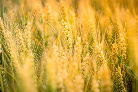 Wheat ears in full ripeness, flooded with warm light, Gechingen, Landkeis Calw, Germany
