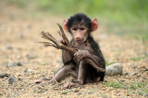Bear baboon, chacma baboon (Papio ursinus), young, baby, sitting on ground, fragile, foraging,