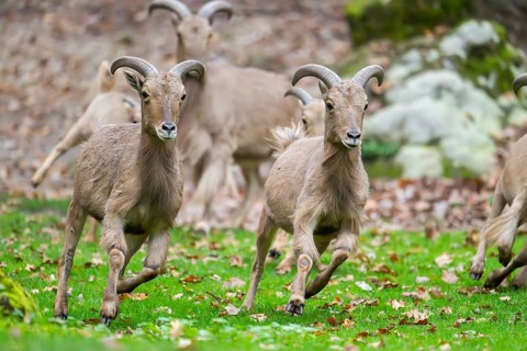 Barbary sheep (Ammotragus lervia) rams running over a meadow, Bavaria, Germany