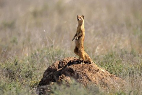 Fox mongoose (Cynictis penicillata), adult, standing upright, alert, on termite mound, Mountain