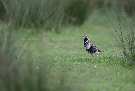 Ruff (Philomachus pugnax) in a meadow, Texel, North Holland, Netherlands