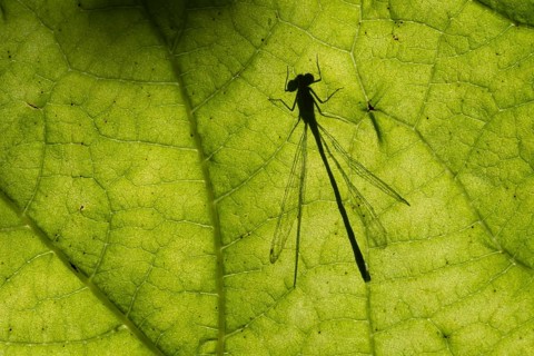 Common blue damselfly (Enallagma cyathigerum) silhouette of an adult insect resting on a plant leaf