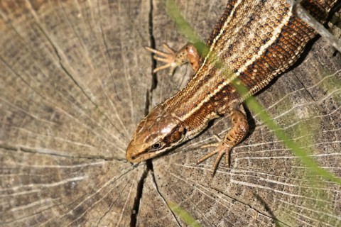 Common lizard (Zootoca vivipara) adult reptile resting on a tree stump, England, United Kingdom