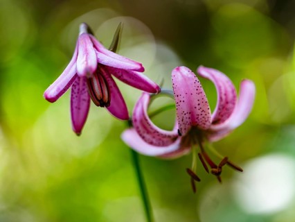 Turk's cap lily (Lilium martagon), Jenner, Berchtesgaden National Park, Schönau am Königssee,