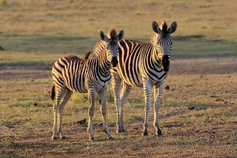 Burchell's zebra (Equus quagga burchelli), Burchell's zebra, adult, half-grown juvenile, two