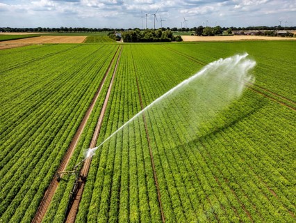 Artificial irrigation with a sprinkler system in a field where carrots are grown, near Kerken, on