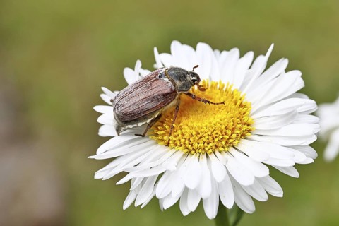 Cockchafer, field cockchafer (Melolontha melolontha), female on a flower of a daisy (Leucanthemum