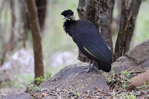 Ruffed Guinea Fowl (Guttera pucherani), adult, on the ground, alert, foraging, Kruger, Kruger