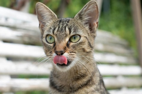 A young tabby cat with big eyes was sitting on a high bench. She steekt haar tong uit om haar neus