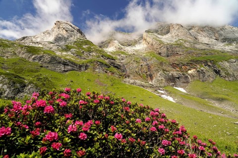 Azalea in bloom at the Cirque de Troumouse basin in the Pyrenees National Park near Gavarnie-Gèdre,