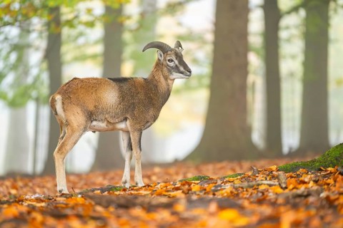 European mouflon (Ovis aries musimon) ram (male) standing in a forest in autumn, Bavaria, Germany
