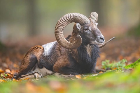 European mouflon (Ovis aries musimon) ram (male) lying in a forest in autumn, Bavaria, Germany