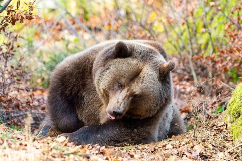 Eurasian Brown Bear (Ursus arctos arctos) lying in a forest, Bavaria, Germany