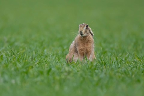 European brown hare (Lepus europaeus) adult animal feeding in a farmland cereal field in