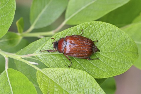 May beetle, wood cockchafer (Melolontha hippocastani), female, on leaf of a willow (Salix caprea),