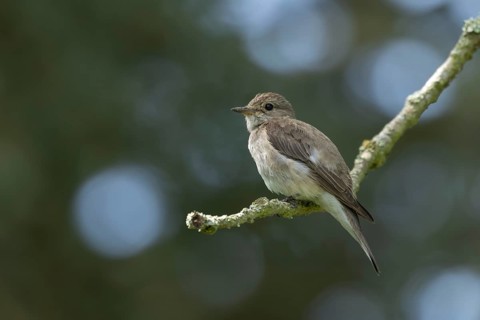 Spotted flycatcher (Muscicapa striata) adult bird on a tree branch, England, United Kingdom