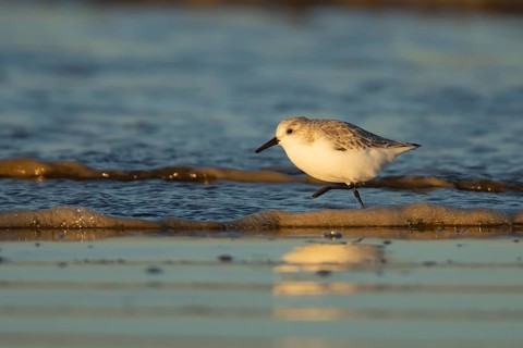 Sanderling (Calidris alba) adult bird in winter plumage running in the surf of the sea on a beach,