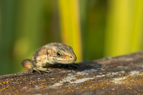 Common lizard (Zootoca vivipara) adult reptile walking on a wooden sleeper, England, United Kingdom