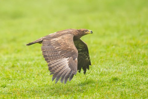 Steppe eagle (Aquila nipalensis) flying over a meadow on a foggy day in autumn, Bavaria, Germany