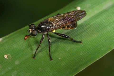 A shimmering black robber fly (Choerades fimbriata) with impaled fly as prey sitting on a green