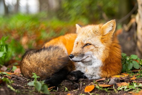 Red fox (Vulpes vulpes) lying in a forest in autumn, Bavaria, Germany
