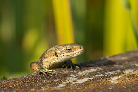 Common lizard (Zootoca vivipara) adult reptile walking on a wooden sleeper, England, United Kingdom