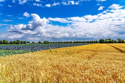 Agriculture, fields, wheat on the right, cabbage cultivation on the left, red cabbage, near Kempen