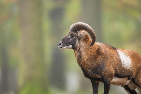 European mouflon (Ovis aries musimon) ram (male) standing in a forest in autumn, Bavaria, Germany