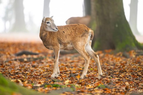European mouflon (Ovis aries musimon) sheep (female) standing in a forest in autumn, Bavaria,