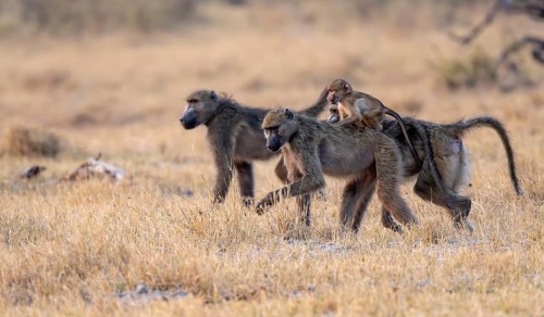 Bear baboons (Papio ursinus) young on the back of the mother, foraging, Third Bridge, Okavango
