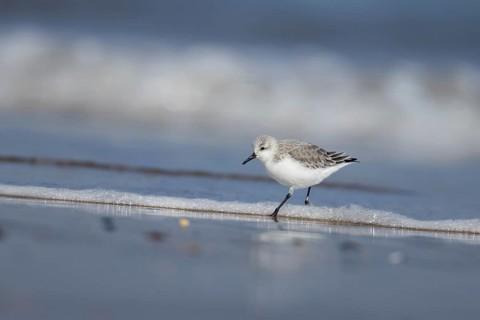 Sanderling (Calidris alba) adult bird in winter plumage in the surf of the sea on a beach, Norfolk,