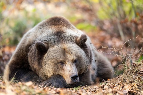 Eurasian Brown Bear (Ursus arctos arctos) lying in a forest, Bavaria, Germany