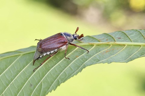 May beetle, wood cockchafer (Melolontha hippocastani), male, on leaf of a horse chestnut (Aesculus